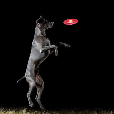 Light-Up Dog Frisbee – Play Without Limits, Even at Night